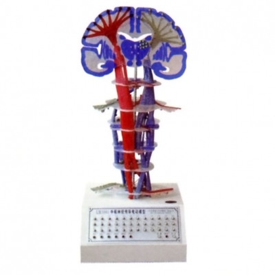微電腦中樞神經(jīng)傳導(dǎo)直觀(guān)模型
