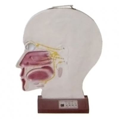 腦部副交感電動模型， 大腦神經模型 ，腦部神經系統(tǒng)模型