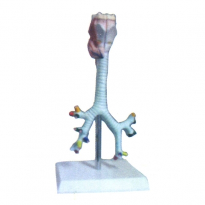 喉、氣管、支氣管及肺段支氣管解剖模型