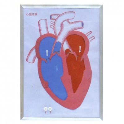 心臟收縮、舒張與瓣膜開(kāi)閉演示模型