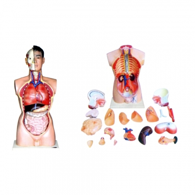 人體頭、頸、軀干模型(21部件)