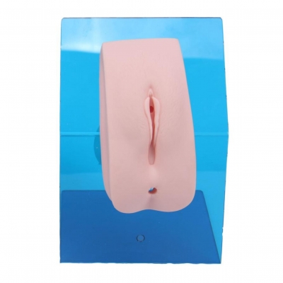 高級著裝式女性導尿模型